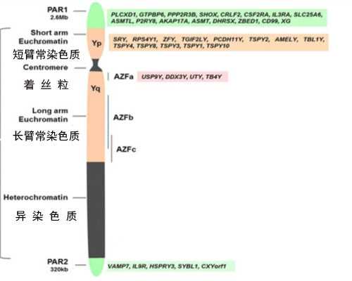 长春借卵生男孩,长春做第三代试管婴儿费用需要多少钱？